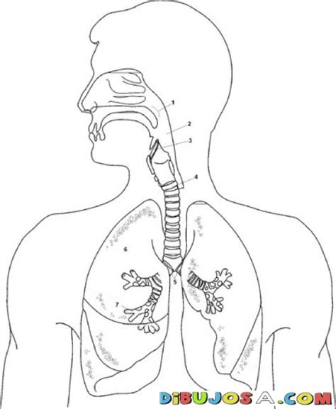 Imagenes Para Imprimir Del Sistema Respiratorio Edutech