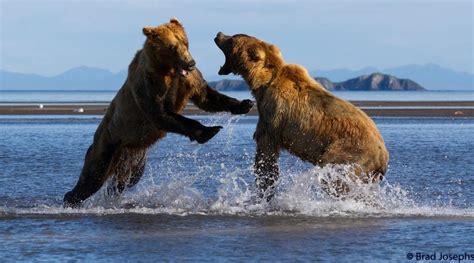 In Photos The Stunning Power Of Grizzly Bear Battles In The Field