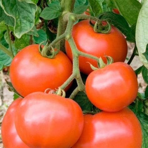 Marglobe Tomato Heirloom Seeds — Seed Nerds