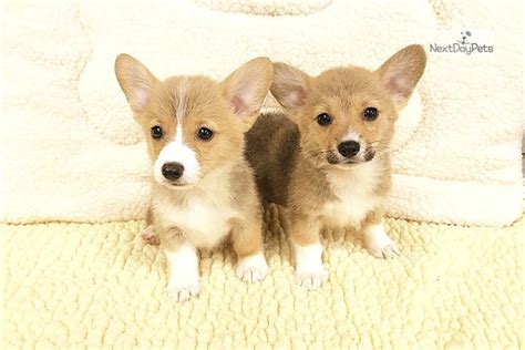 These corgi puppies were historically used as herding dogs mostly for cattle. Corgi: Corgi puppy for sale near New York City, New York ...
