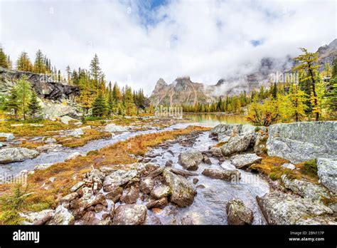 Autumn Scene At Lake Ohara In The Canadian Rockies Of Yoho National