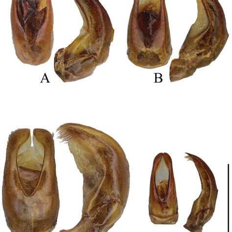 A D Aedeagus In Dorsal Left And Lateral Right View A Canuschiza