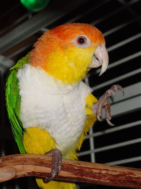 Adopting A Pet Bird The Benefits Of Giving A Forever Home
