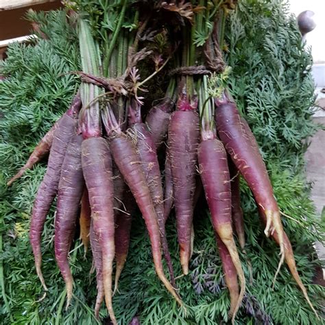 Purple Carrots Bunched Norfolk Veg Box