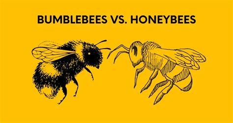 Bumblebees Vs Honeybees How To Tell The Difference