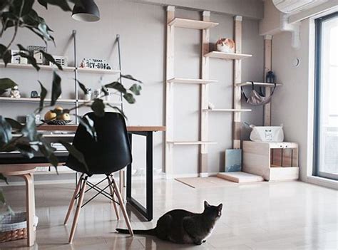 Cat Room Inspiration Sweet Surprise For Your Furry Friend Homemydesign