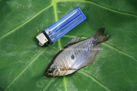 Maybe you would like to learn more about one of these? Ikan Sepat: Mungil Sih Namun Mantap Disantap & Dipancing!