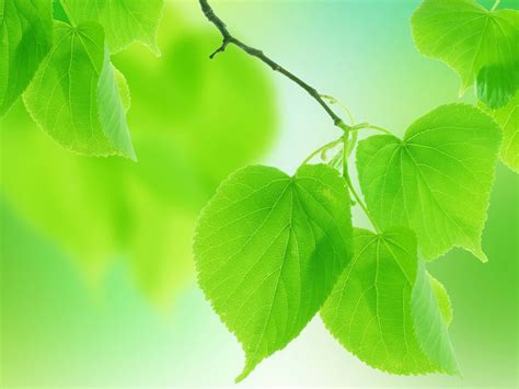 Wallpaper Summer Green Leaves Close Up Blurred Background 2560x1600 Hd