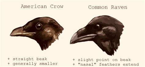 Raven Vs Crow Sacred Stories And Sounds