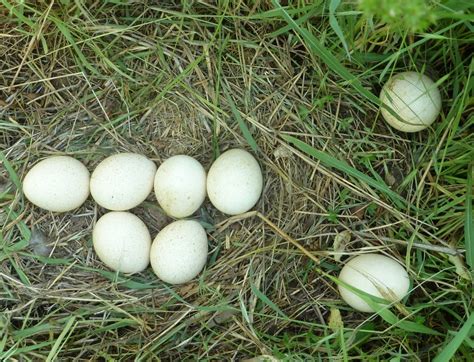 Springfield Plateau Eggs Of Summer