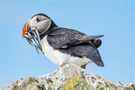Birds Of The Arctic Guide Expeditions Online