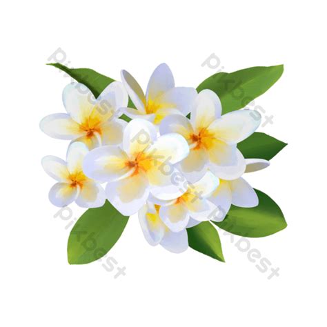 ภาพดอกไม้สีน้ำ ลีลาวดี ดอกไม้สีขาวเทมเพลต แบบ Psd ดาวน์โหลดฟรี Pikbest
