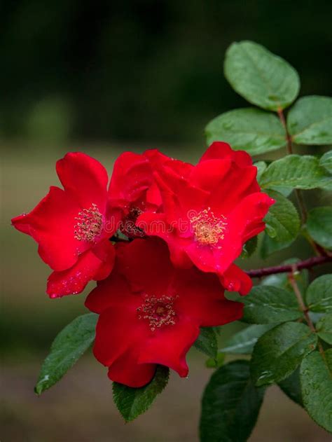Wild Red Rose Bush Stock Image Image Of Garden Hedge 110269255
