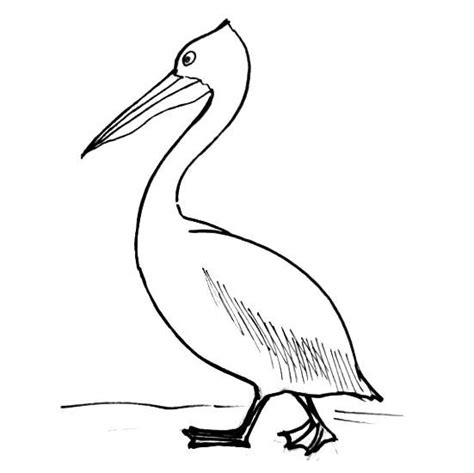 How To Draw A Pelican Tutorial