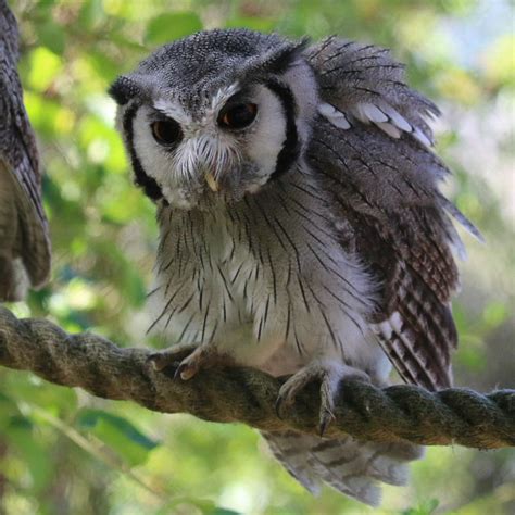 Northernsouthern White Faced Owls