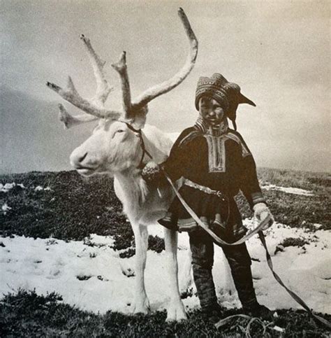 Pin By Cathleen Warren On Norse Reindeer Herders Lappland Reindeer