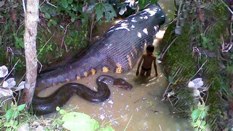 Worlds Biggest Snake Anaconda Found And Killed In West Africa Youtube