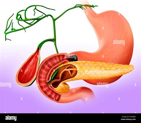 Cross Section Of Pancreas Illustration Stock Photo Alamy
