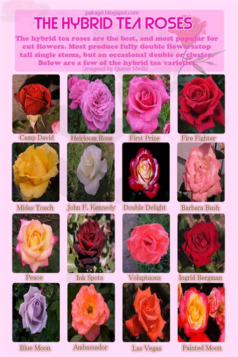 30 Diagrams To Make You Master In Growing Roses With Images Tea