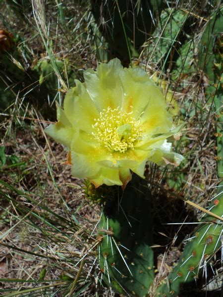 Sweet, delicious prickly pear (cactus pear) are round to oval fruits obtained from the cactus plants. Prickly Pear | Project Noah