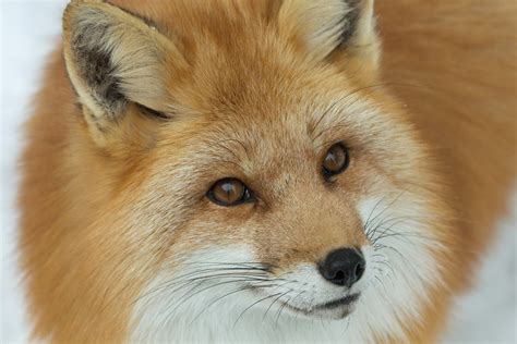 Renard Roux Red Fox Vulpes Vulpes Parc Omega 1801201 Flickr