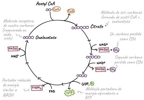 Todo Sobre El Ciclo De Krebs Qué Es Para Qué Sirve Pasos Animación