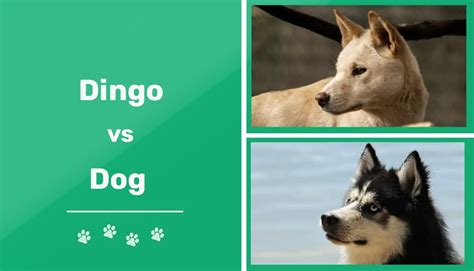 Dingo Vs Dog What Are The Differences With Pictures Pet Keen