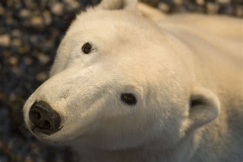 How Cute Is This Guy And Yet So Fierce And Powerful Polar Bear Bear