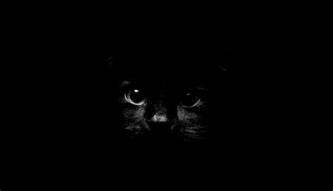 Black Cat Wallpaper Hd For Mobile Petswall