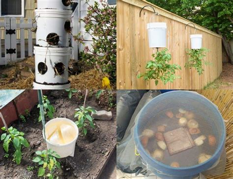 50 Brilliant Uses For A 5 Gallon Bucket Bucket Gardening Raised