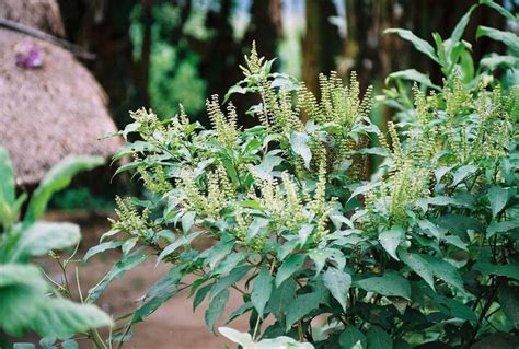 West African Plants A Photo Guide Ocimum Gratissimum L