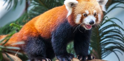 Red Pandas May Be Two Different Species This Raises Some Tough