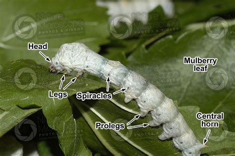 Bombyx Mori Silkworm Larva Develpment Of Bombyx Mori Silkworm
