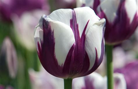 Tulip Flower Plant A Purple Tulip Hope Patch