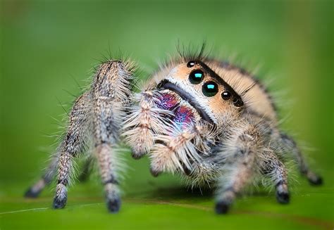 15 Best Jumping Spiders Images