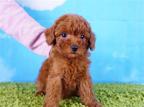 Poodle Puppies For Sale Orange County Ca 289196