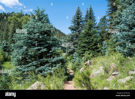 Hiking Trail Winds Through Colorado Blue Spruce Trees In The Rocky