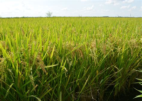 Rice Plant Harvest