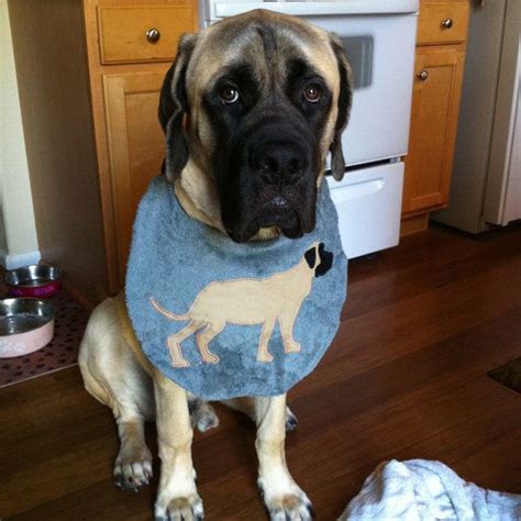 144 Best Images About Cute Mastiff Pics On Pinterest