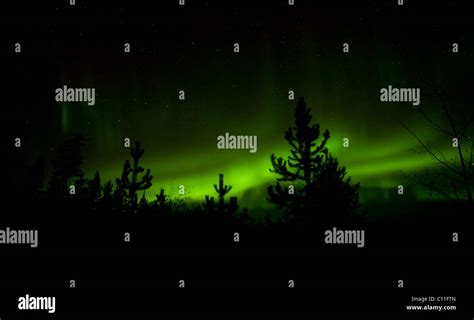 Silhouette Of Pine Trees Green Northern Lights Polar Lights Aurora