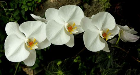 Free Images Blossom Bunch White Flower Petal Floral Botany