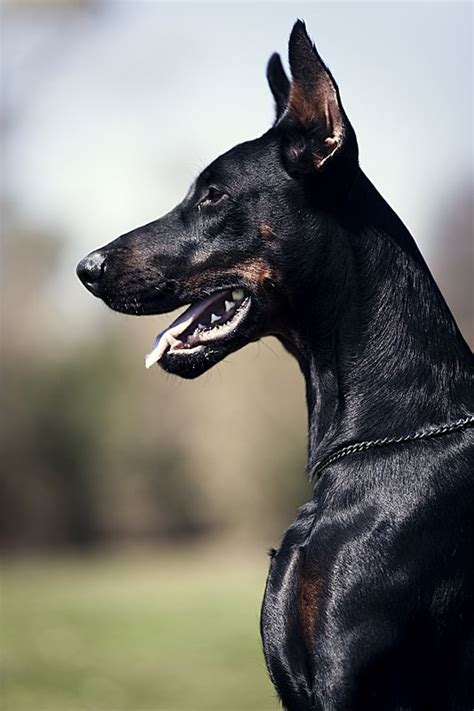 Black Dog Portrait 2 King Doberman Dobermans Are An Example Of Power