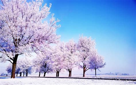 1440x900 Winter Wallpapers Top Free 1440x900 Winter Backgrounds
