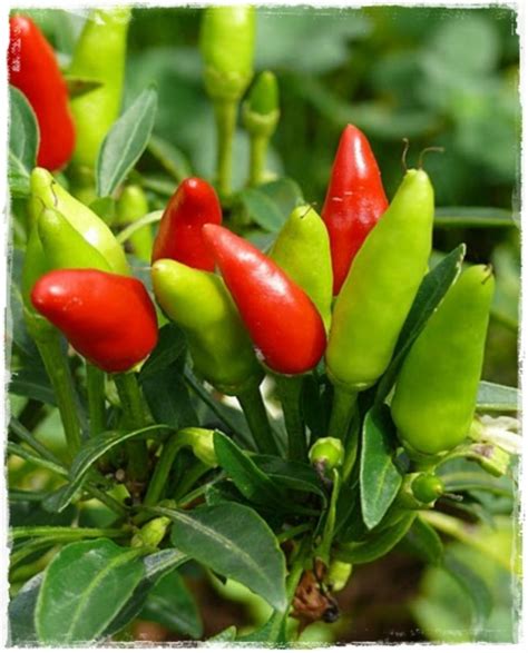 #difeseimmunitarie #peperoncino peperoncino d 'amare intervista a jack pepper. Peperoncino Piccante 'KRAKATOA' - Vendita Piante Online ...