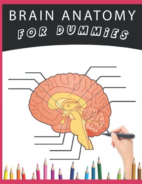 Buy Brain Anatomy For Dummies A Neuroanatomy Coloring Book Incredibly