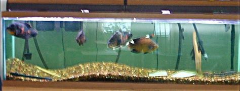 Photo 1 125 Gallon 4 Oscars Tiger Shovelnose Catfish