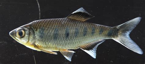 Barilius canarensis is a fish in genus barilius of the family cyprinidae. Barilius bakeri — Seriously Fish