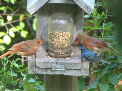 Then, paint it your favorite home color. 16+ DIYs to Make a Wooden Bird Feeder | Guide Patterns