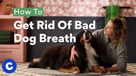 How To Get Rid Of Bad Dog Breath Chewtorials Youtube