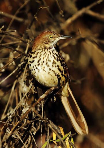 Brown Thrasher North Central Texas Birds